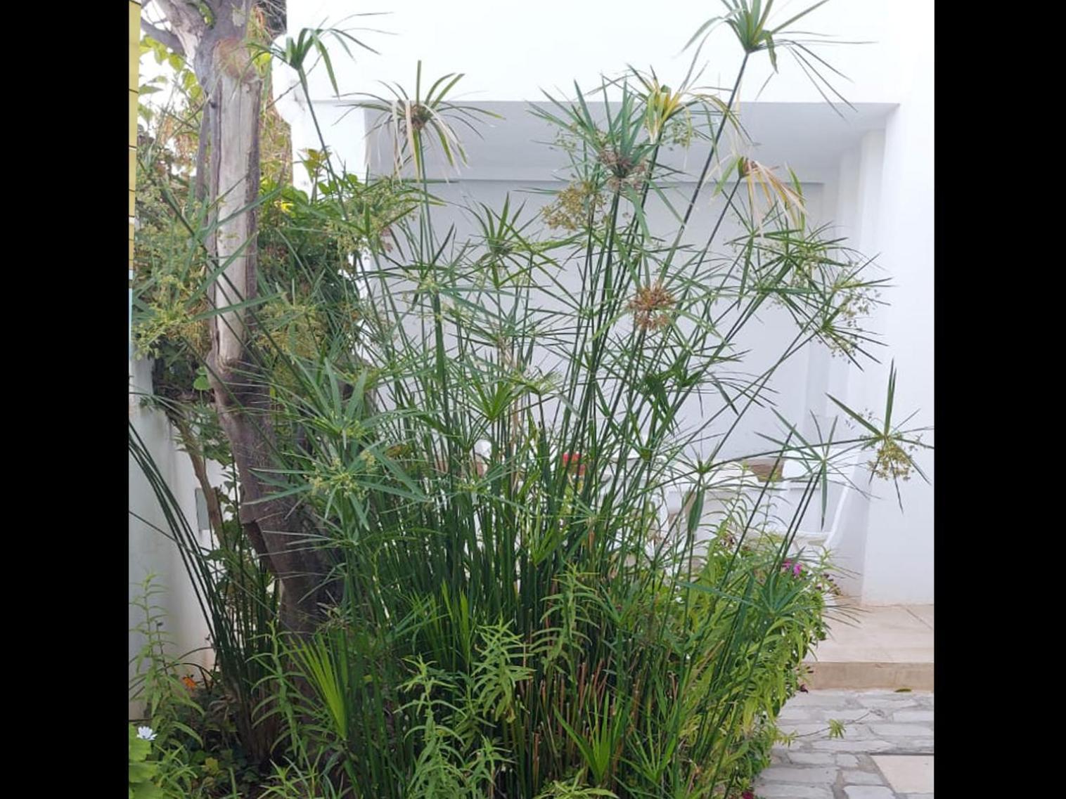 "L'Abri Cotier" Appartement 3 Chambres Haut Standing Port Punique Carthage Douar ech Chott Exterior foto
